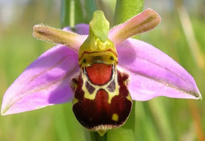 Beautiful Bee Orchid Flower Seeds