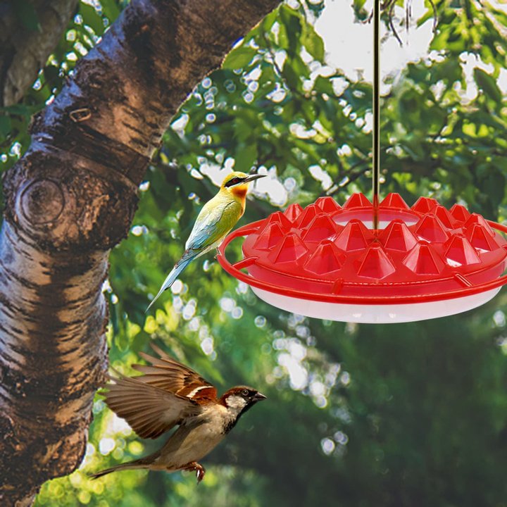 Hummingbird Feeder With Perch