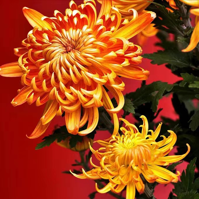 Mixed Spider Mums Flower Seeds-Over 20 Colors