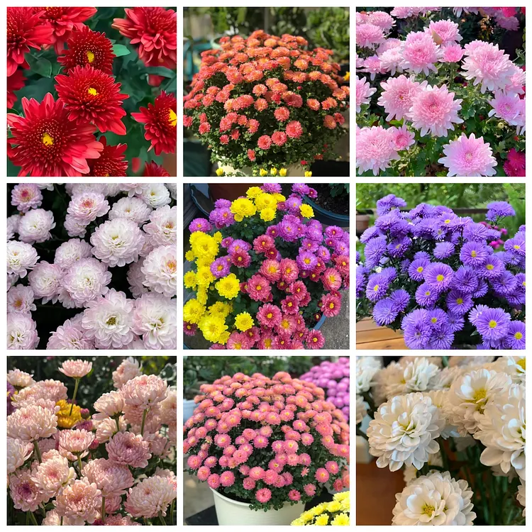 CANDY CHRYSANTHEMUM SEEDS