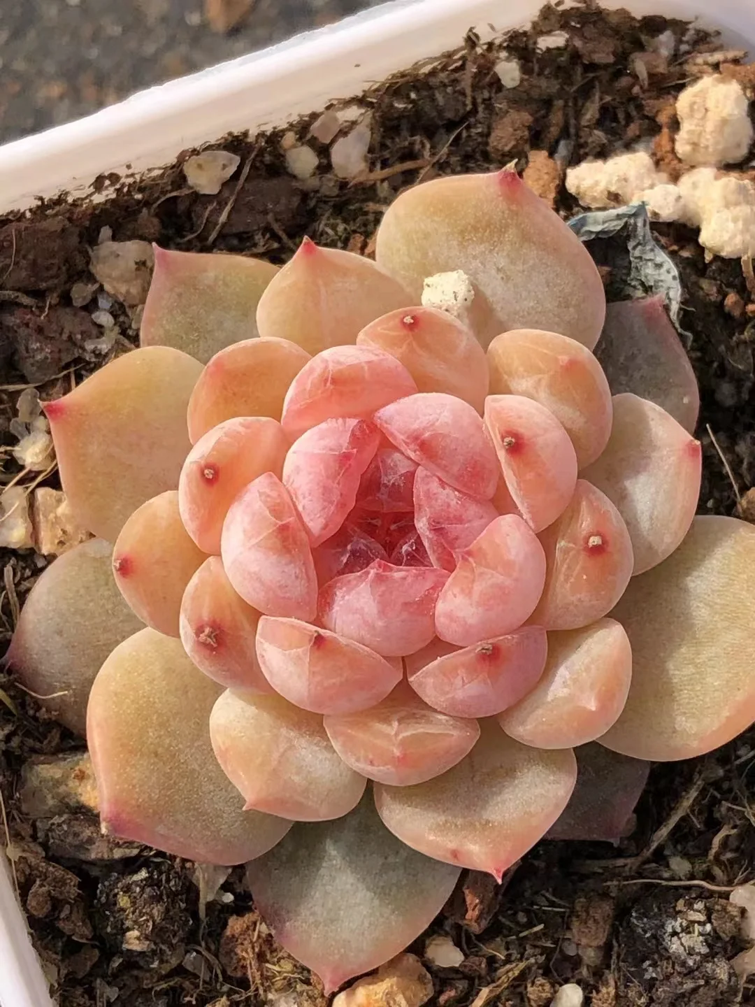 440.Echeveria Iced grape. single head / Echeveria / Succulent plants / Garden landscape / Carefully select healthy plants