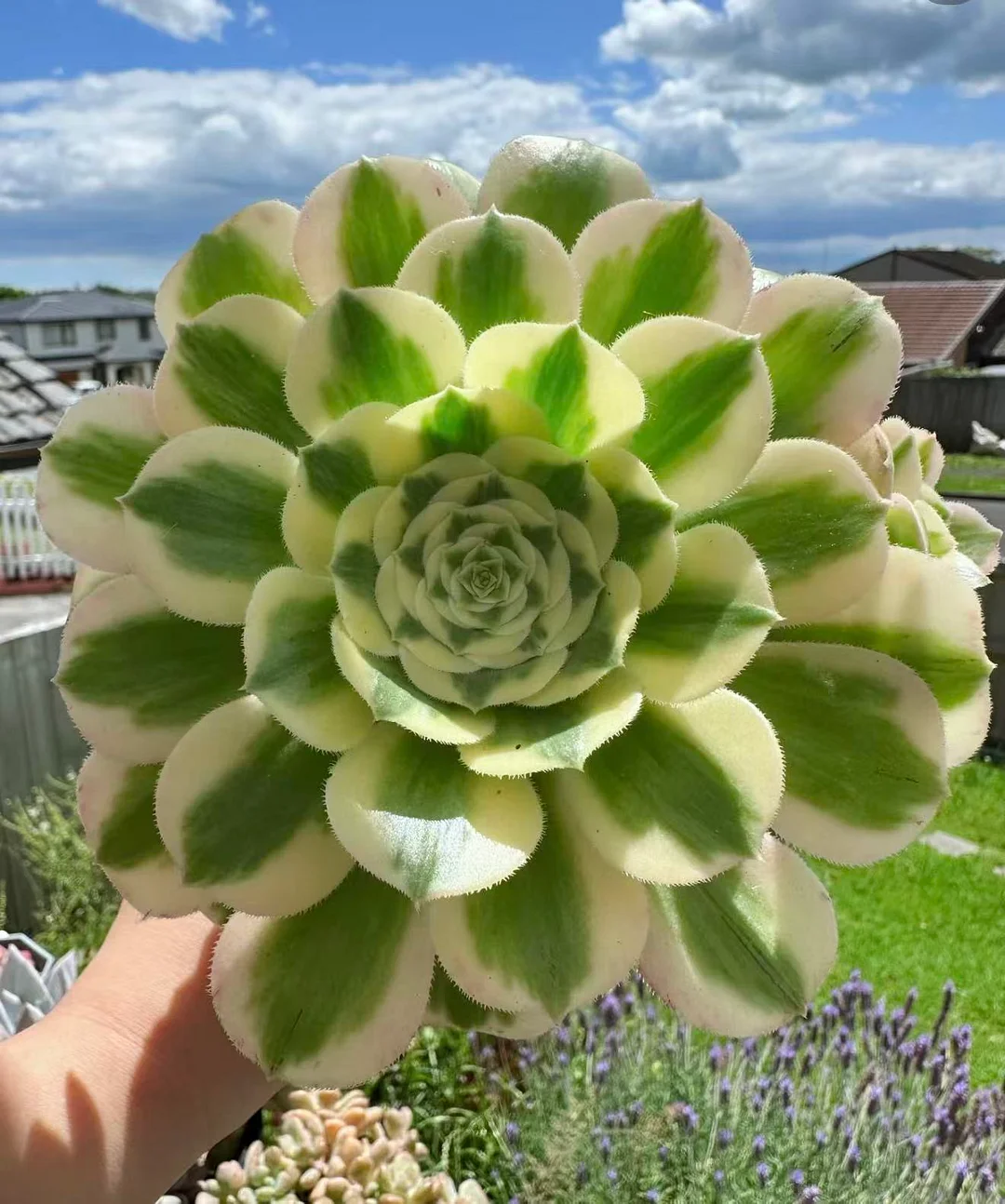 plant Aeonium Echeveria Haworthia  Caudex  Lithops Cactus  Agave 