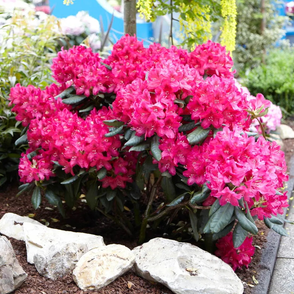 Stunning Azaleas – Red, Pink, White & Dreamy Mixed Colors | Four-Season Garden Delight