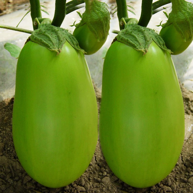 🍆 Nubia Eggplant Vegetable Seeds-Striped eggplant