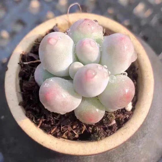 plant Aeonium Echeveria Haworthia  Caudex  Lithops Cactus  Agave 