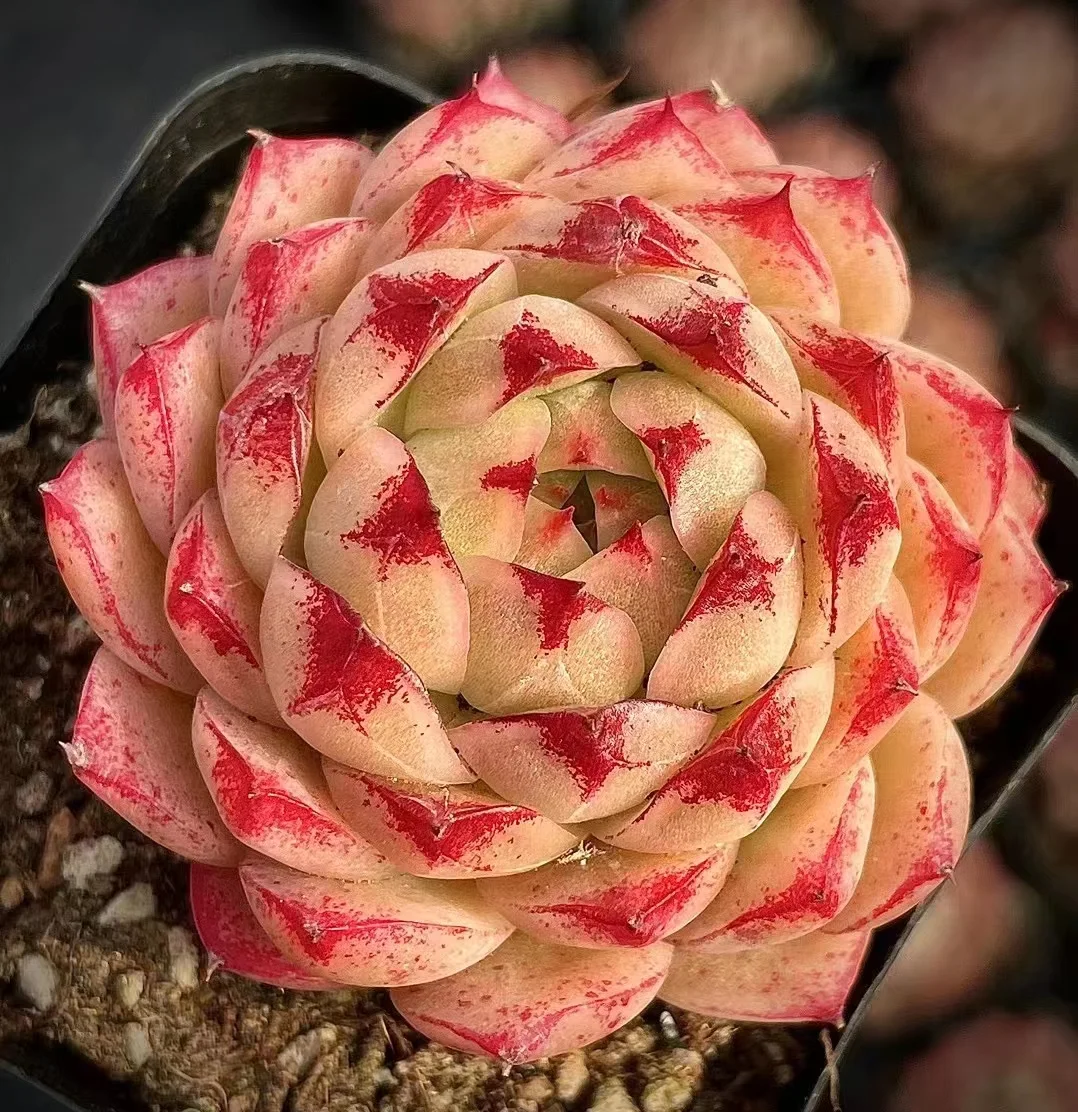 371. Feng fei 3-4cm single head/ Echeveria / Succulent plants / Garden landscape / Carefully select healthy plants