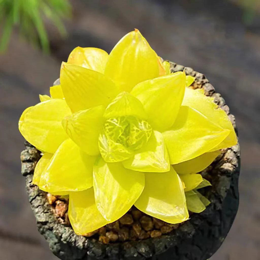 plant Aeonium Echeveria Haworthia  Caudex  Lithops Cactus  Agave 