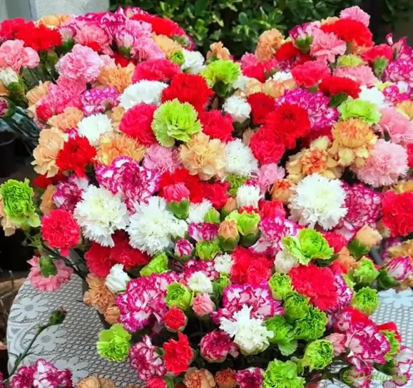 Double-Flowered Mixed Carnation Seeds