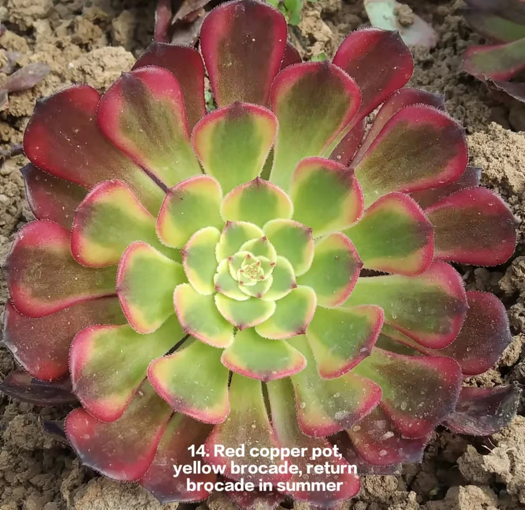 plant Aeonium Echeveria Haworthia  Caudex  Lithops Cactus  Agave 