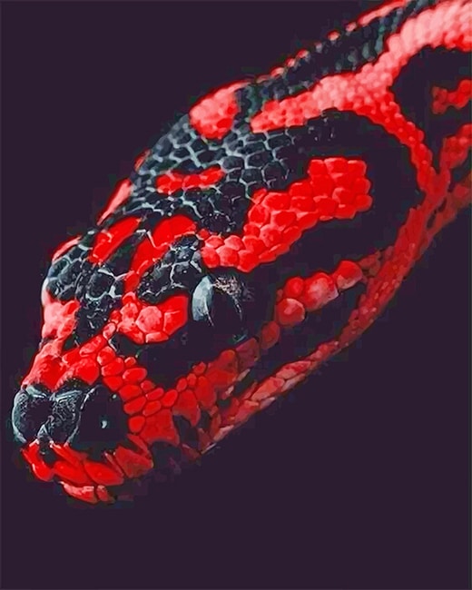 

Red And Black Python – Paint By Numbers - 40*50CM, 501 Original