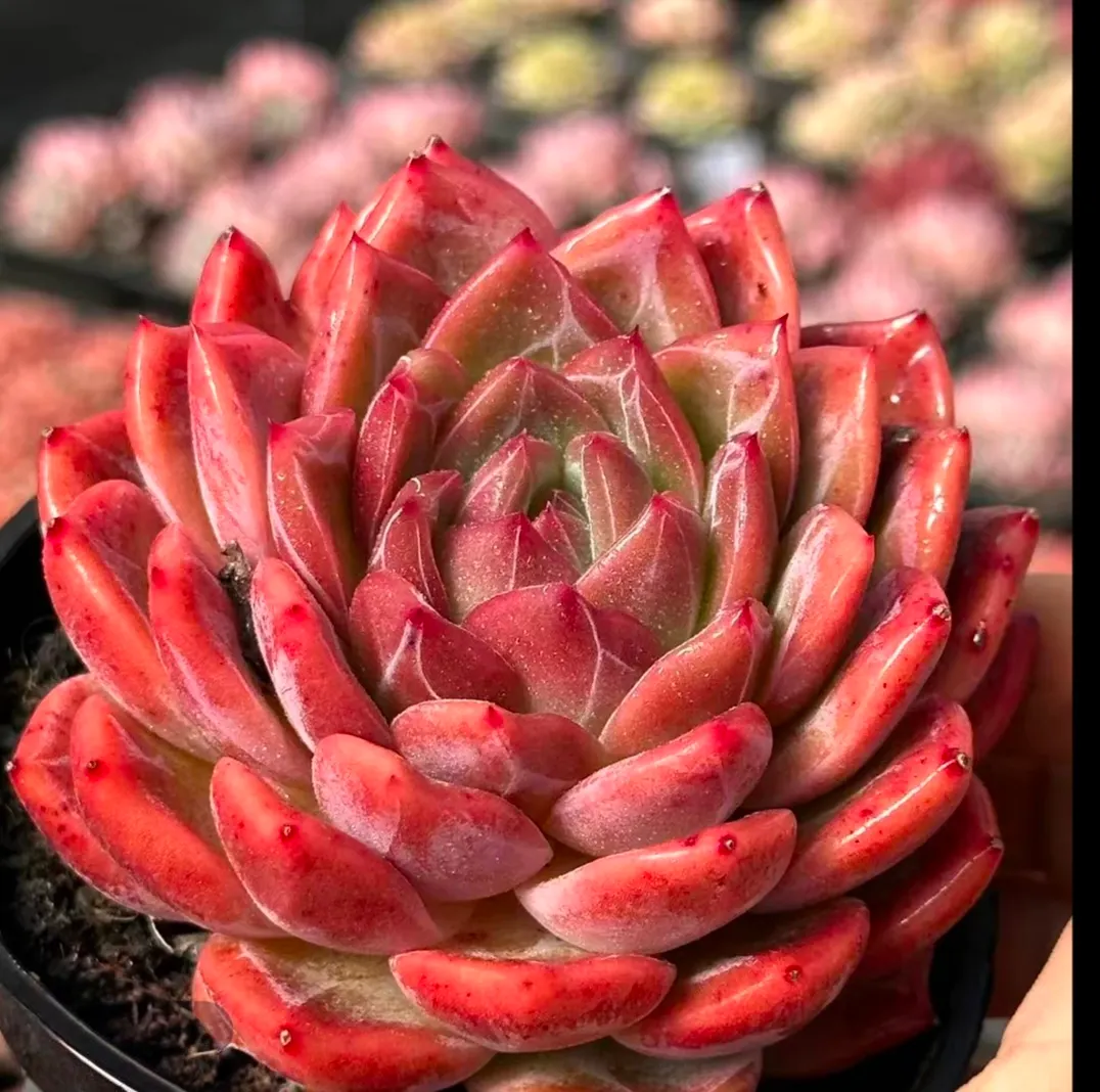 plant Aeonium Echeveria Haworthia  Caudex  Lithops Cactus  Agave 