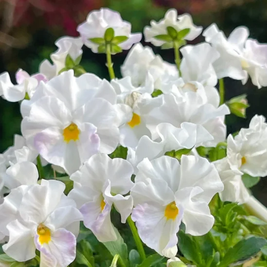 Lively Seed Pansy - Thumbnail 4