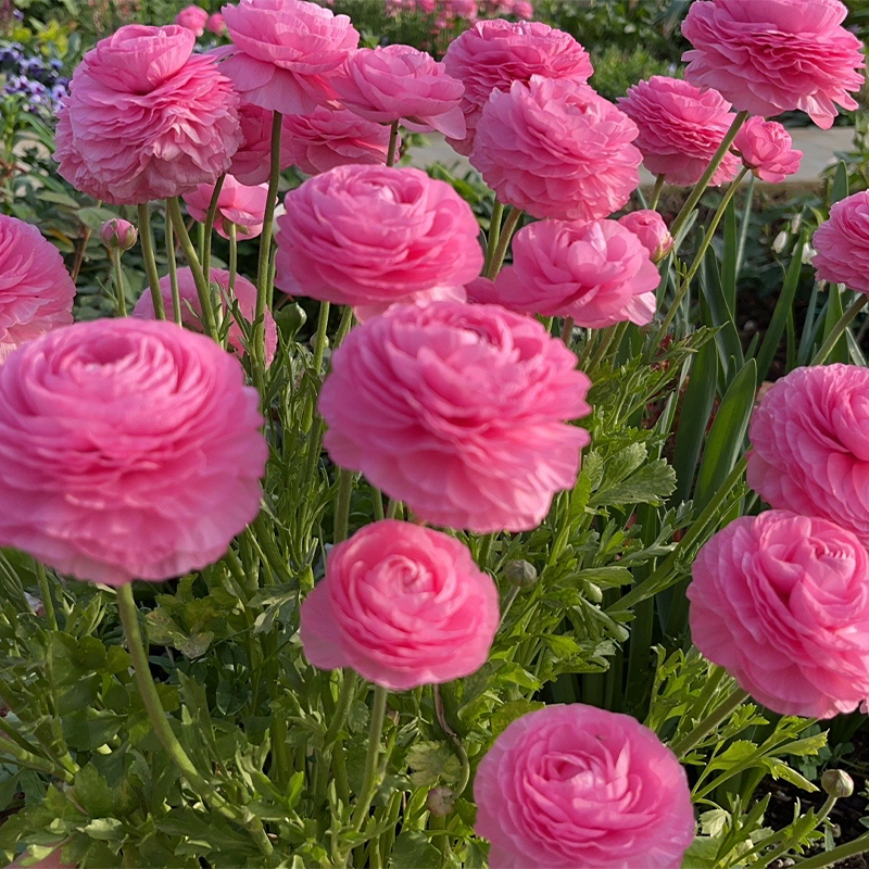 🌺 Ranunculus - Sacred Love