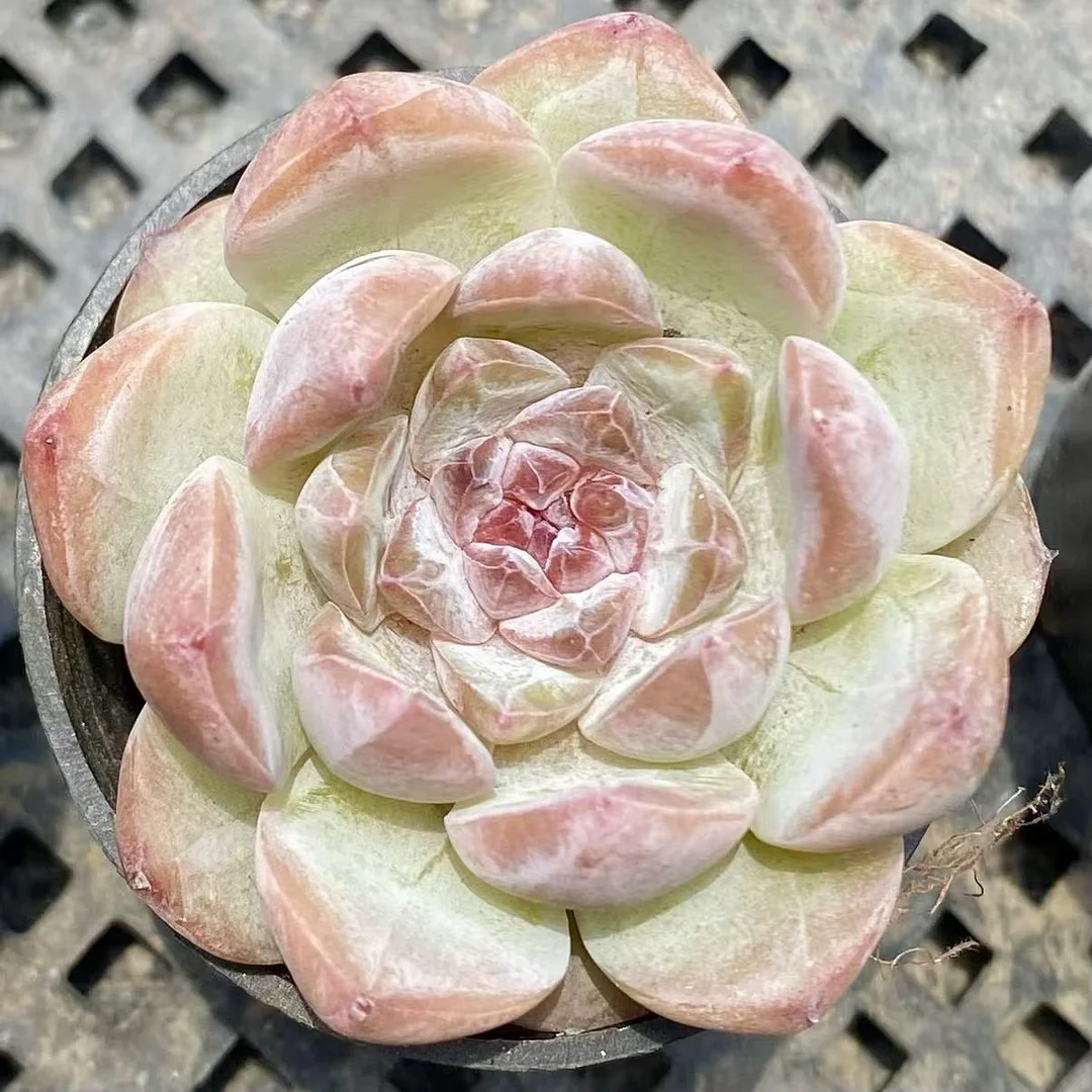 plant Aeonium Echeveria Haworthia  Caudex  Lithops Cactus  Agave 