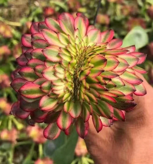 plant Aeonium Echeveria Haworthia  Caudex  Lithops Cactus  Agave 