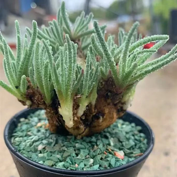 plant Aeonium Echeveria Haworthia  Caudex  Lithops Cactus  Agave 