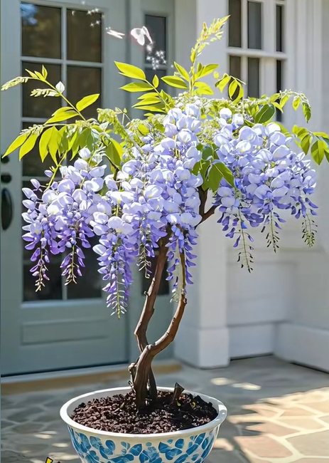 🇺🇸 Celebrate America’s 250th with Red, White & Blue Wisteria Seeds 🌸