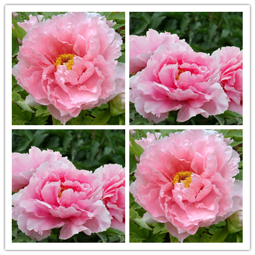 6 Pcs Peony Flower Seeds, Attracts Bees and Butterflies, Honey Bee Flower Jonyparkseed®
