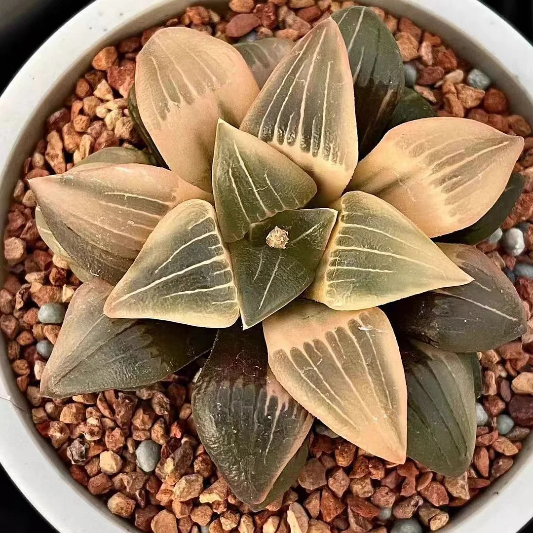 fd10.Haworthia Magnifica var.atrofusca  7cm/ Haworthia / Succulent plants / Garden landscape / Carefully select healthy plants