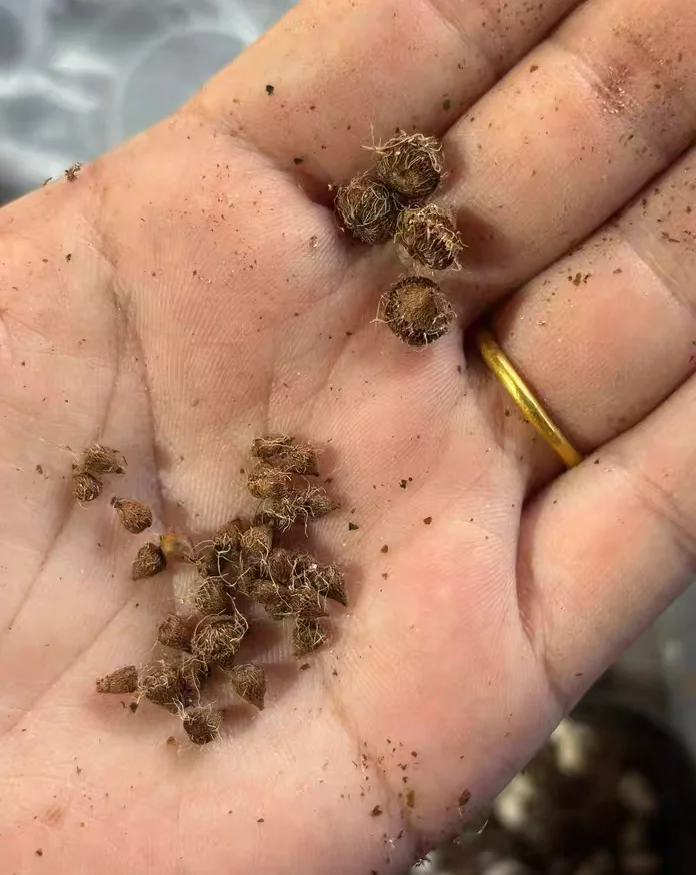 plant Aeonium Echeveria Haworthia  Caudex  Lithops Cactus  Agave 