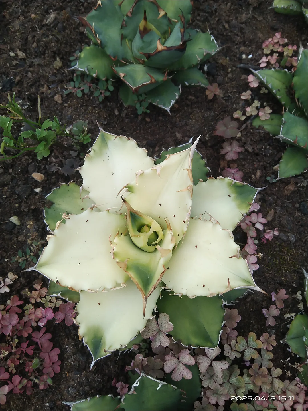 1142.Agave Titanota Fujian white Whale variegated /Agave plants / Succulent plants / Garden landscape / Carefully select healthy plants