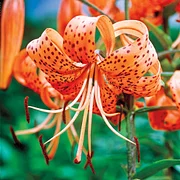 tiger lily edit&amp;co カウチン タイガーリリー タイガーリリー キモノスリーブカウチン ニット カナディアンセーター