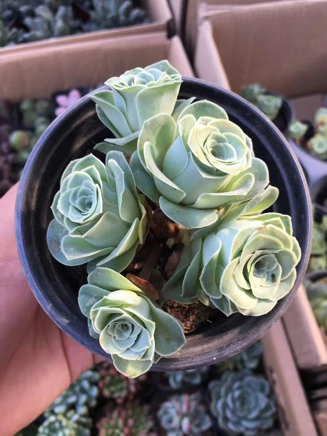 plant Aeonium Echeveria Haworthia  Caudex  Lithops Cactus  Agave 