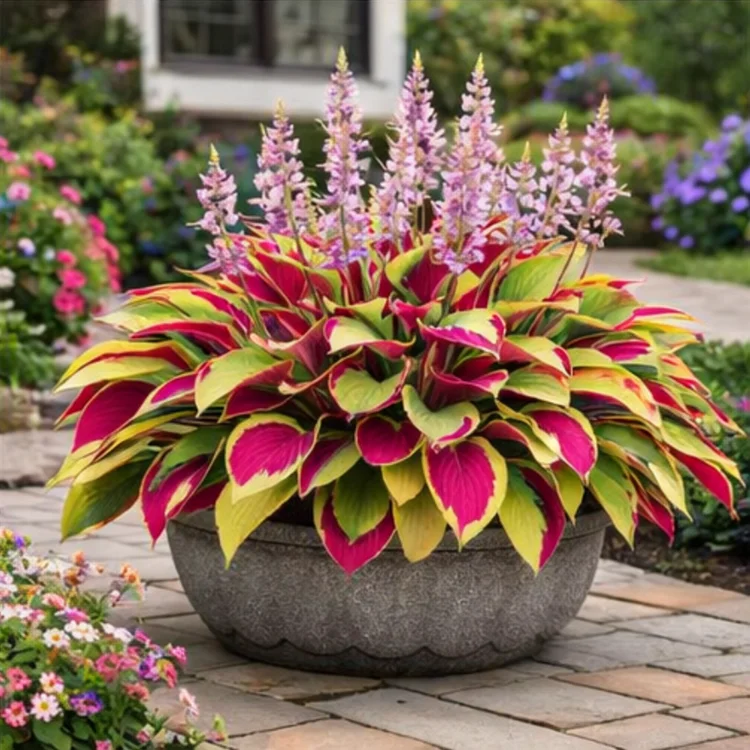 🪴Crimson Velvet Symphony Hosta Bulbs🌟High-Yield🌟 