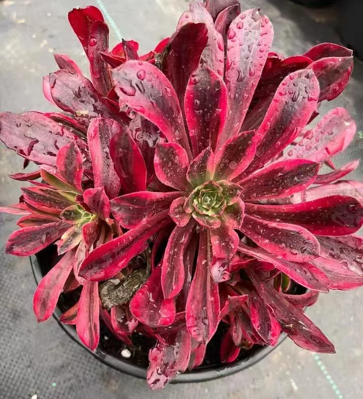 plant Aeonium Echeveria Haworthia  Caudex  Lithops Cactus  Agave 