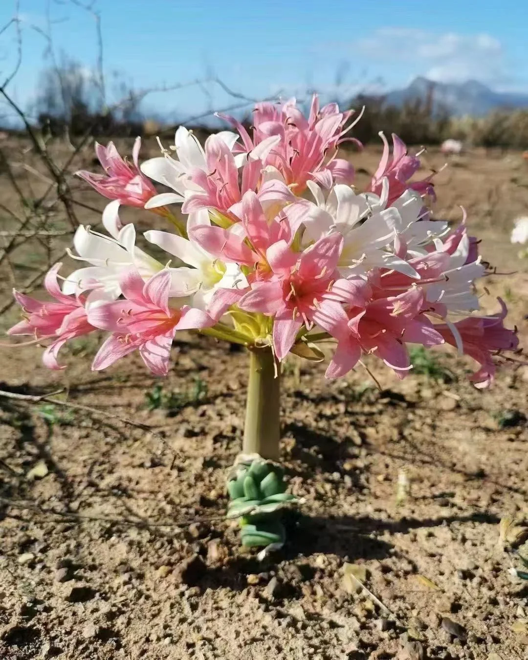 plant Aeonium Echeveria Haworthia  Caudex  Lithops Cactus  Agave 