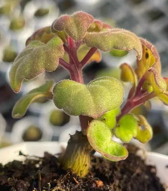 plant Aeonium Echeveria Haworthia  Caudex  Lithops Cactus  Agave 