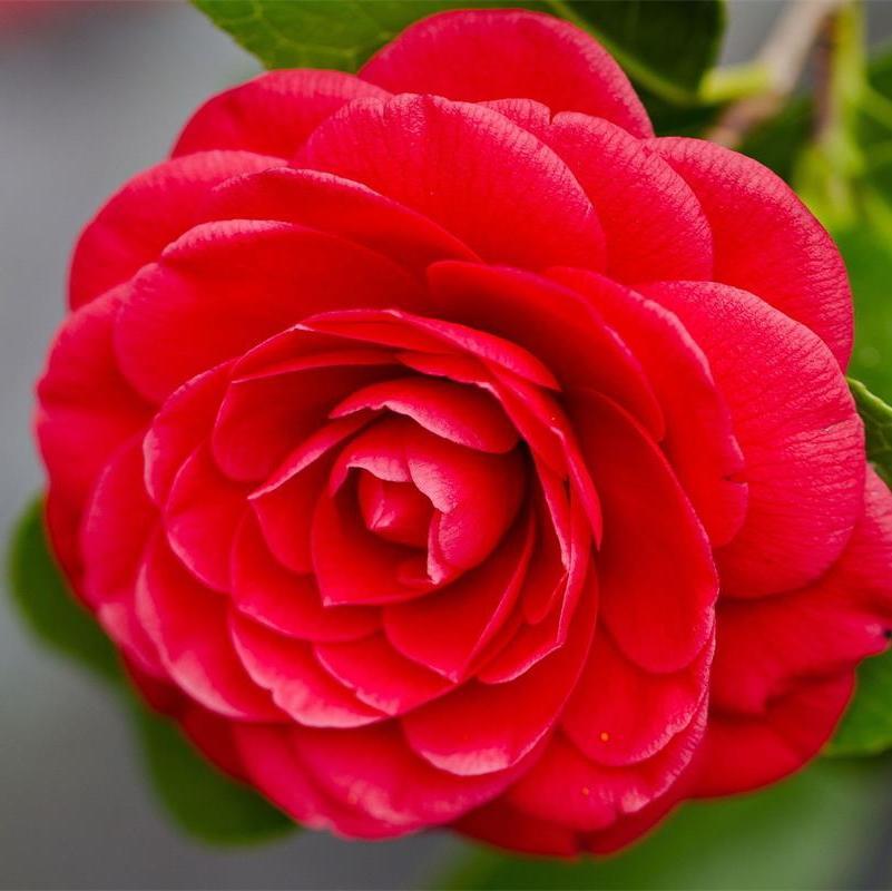 Camellia Japonica Seeds Jonyparkseed®