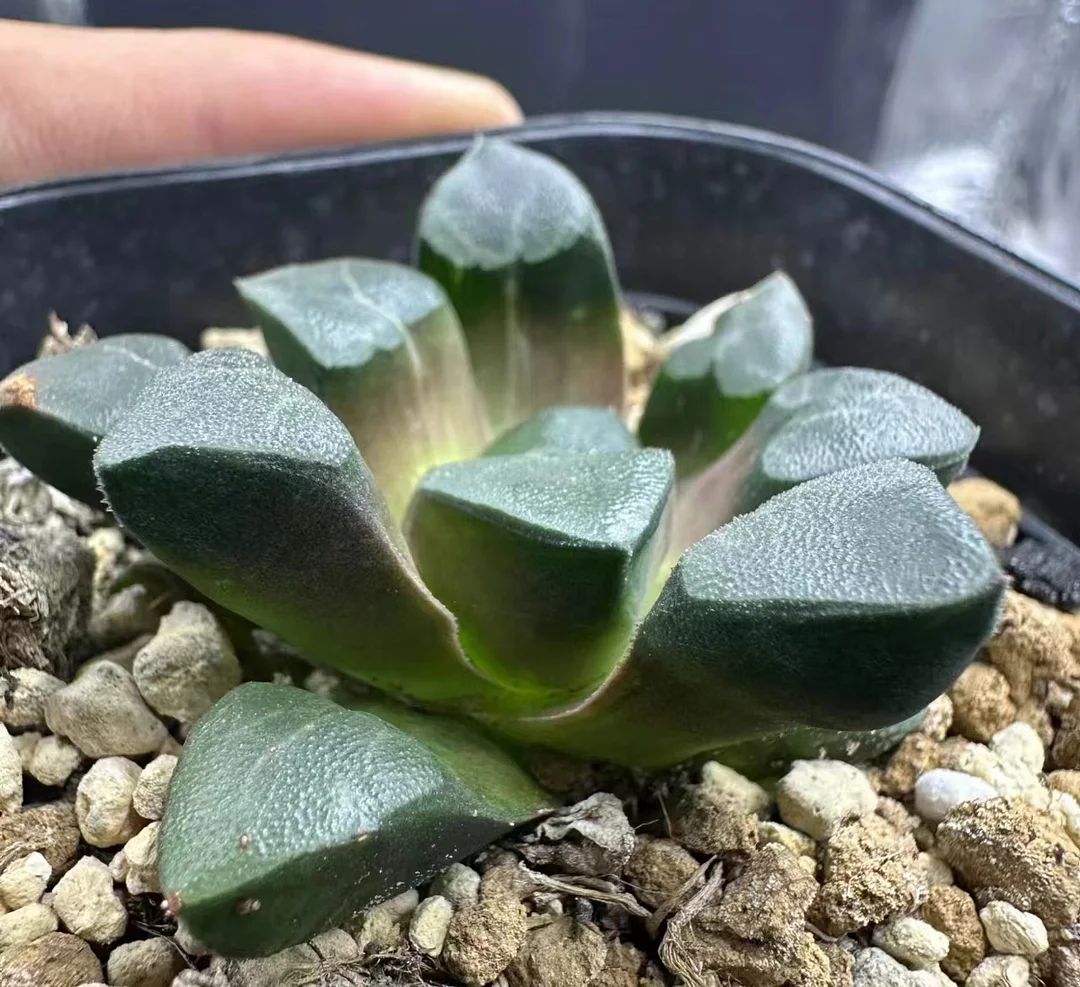 plant Aeonium Echeveria Haworthia  Caudex  Lithops Cactus  Agave 