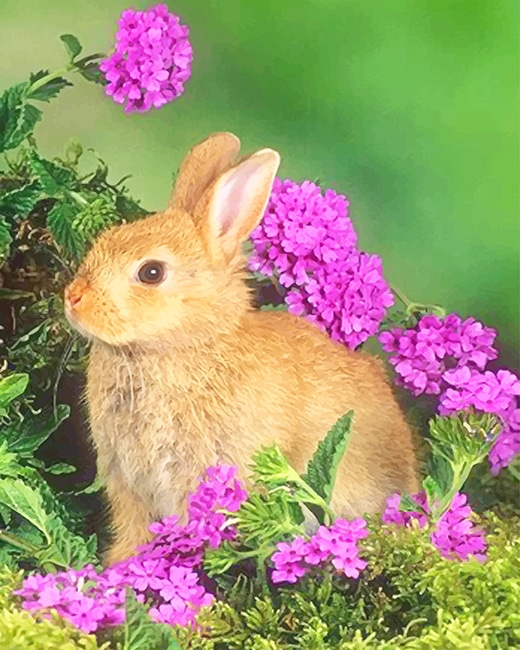 

Cute Blonde Bunny – Paint By Numbers - 40*50CM, 501 Original
