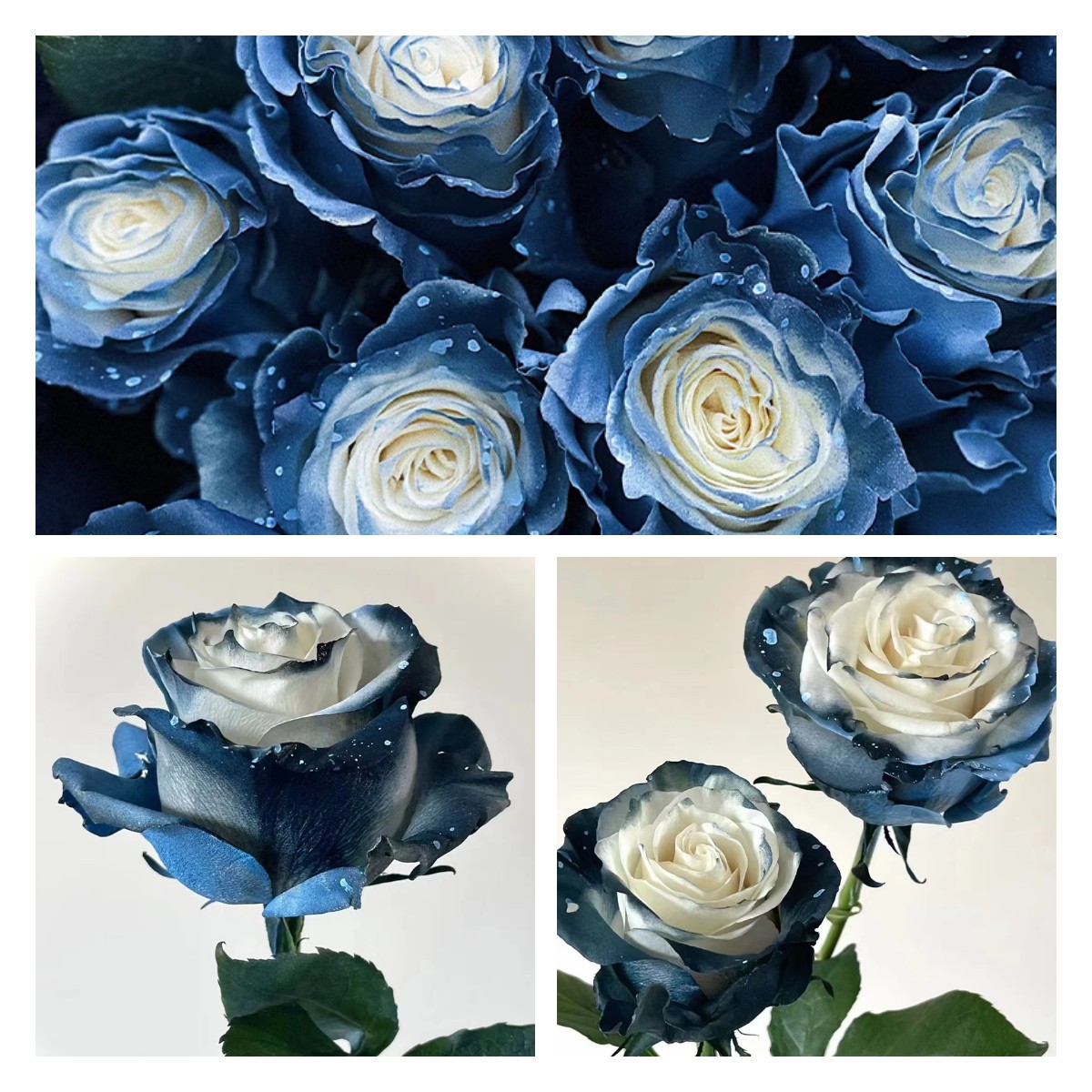 🌹Ecuadorian Roses - Rare Roses