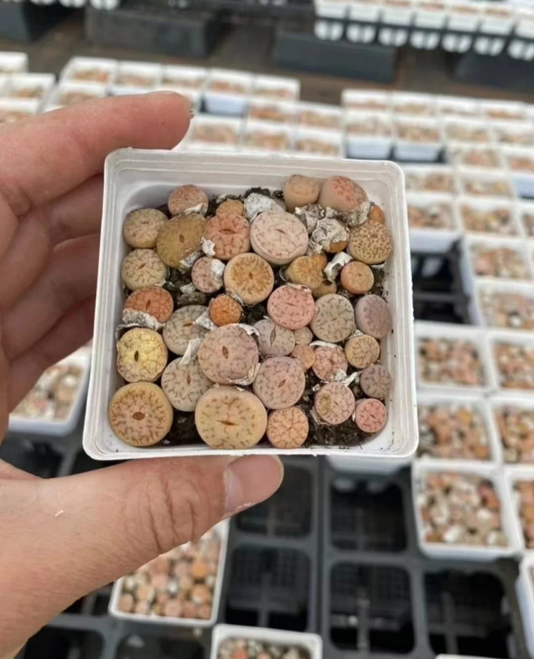 1172.Lithops pseudotruncatella 7cmpot De-soil delivery / Lithops and Conophytum  /  Succulent plants / Garden landscape / Carefully select healthy plants