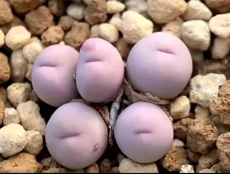 plant Aeonium Echeveria Haworthia  Caudex  Lithops Cactus  Agave 