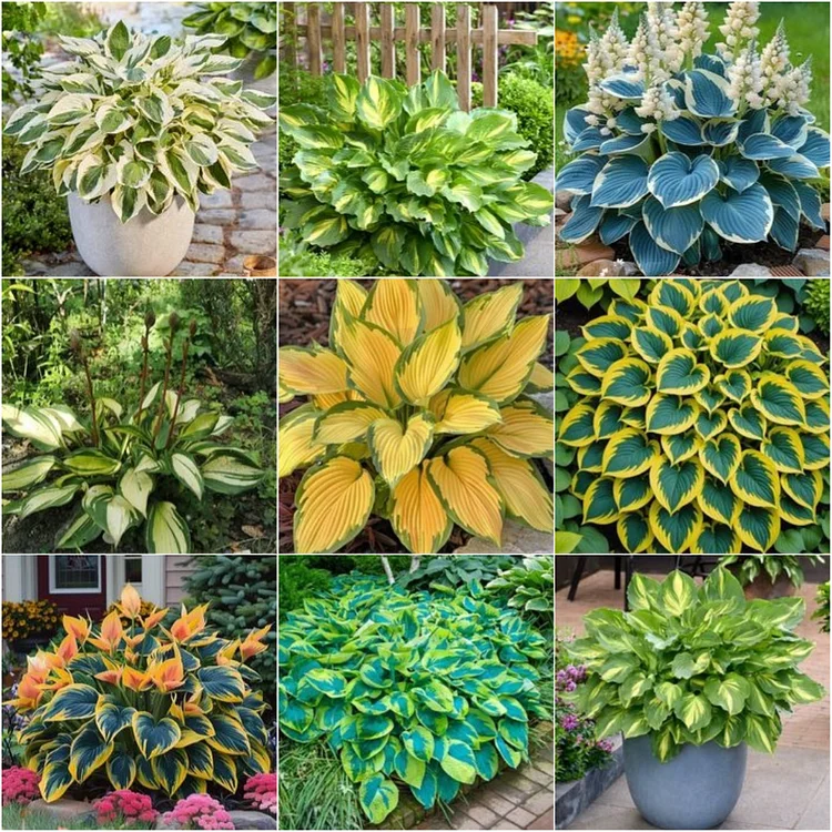 Mixed Hosta Perennials Flower Rare Seeds