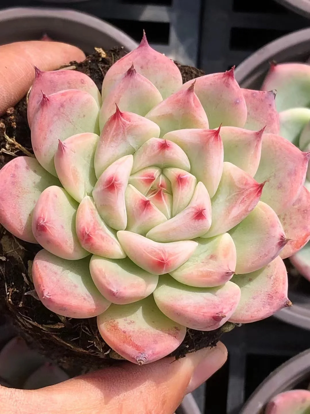 plant Aeonium Echeveria Haworthia  Caudex  Lithops Cactus  Agave 