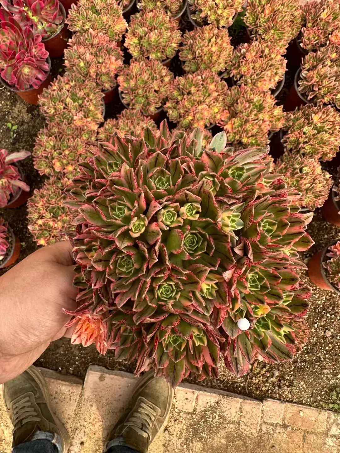 plant Aeonium Echeveria Haworthia  Caudex  Lithops Cactus  Agave 