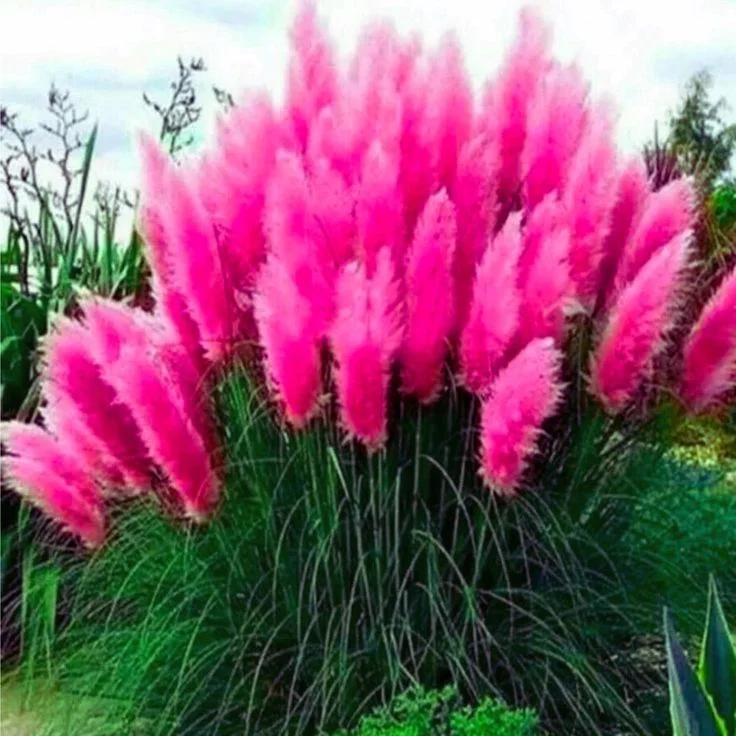 Pampas Grass Magic Garden Seeds