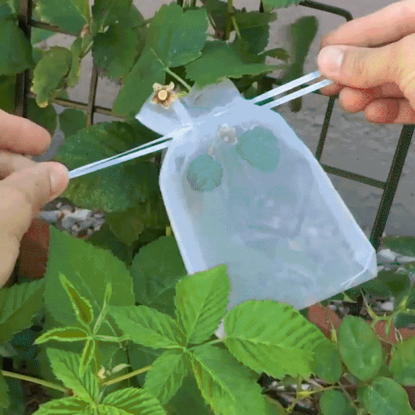 Plant Protection Bags