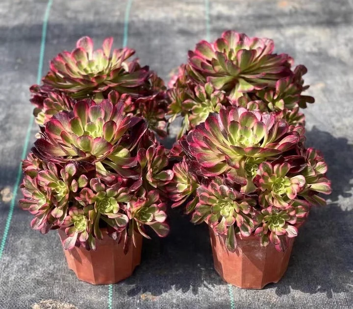 plant Aeonium Echeveria Haworthia  Caudex  Lithops Cactus  Agave 