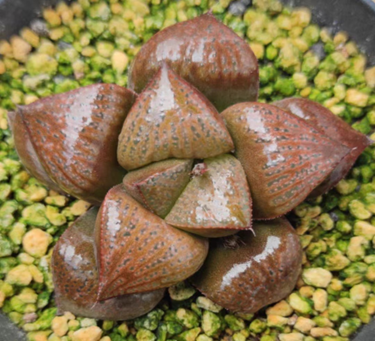plant Aeonium Echeveria Haworthia  Caudex  Lithops Cactus  Agave 