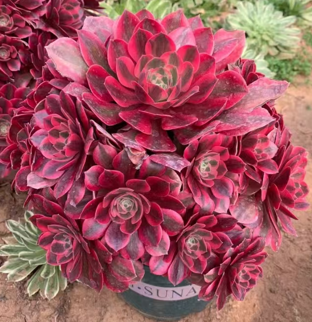 plant Aeonium Echeveria Haworthia  Caudex  Lithops Cactus  Agave 