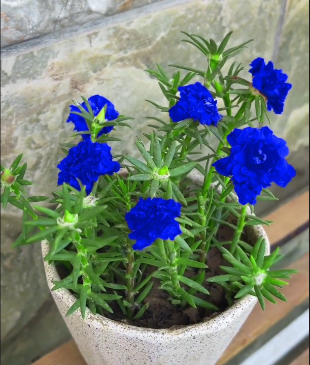 10000 Pcs Blue Enchantress Moss Rose-Portulaca