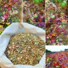 💝Last day clearance💝Mixed Perennial Flowers Seeds-Over 60 kinds mixed