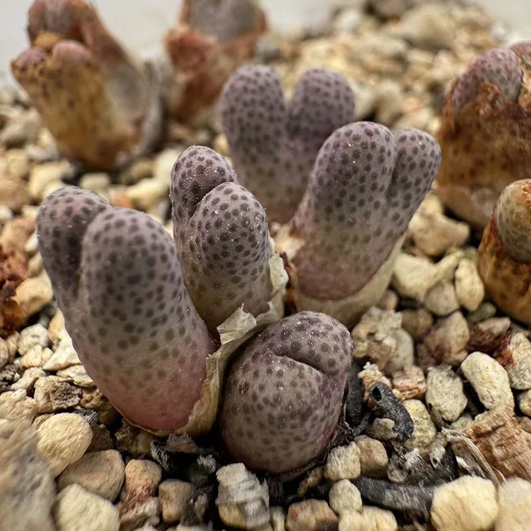 plant Aeonium Echeveria Haworthia  Caudex  Lithops Cactus  Agave 