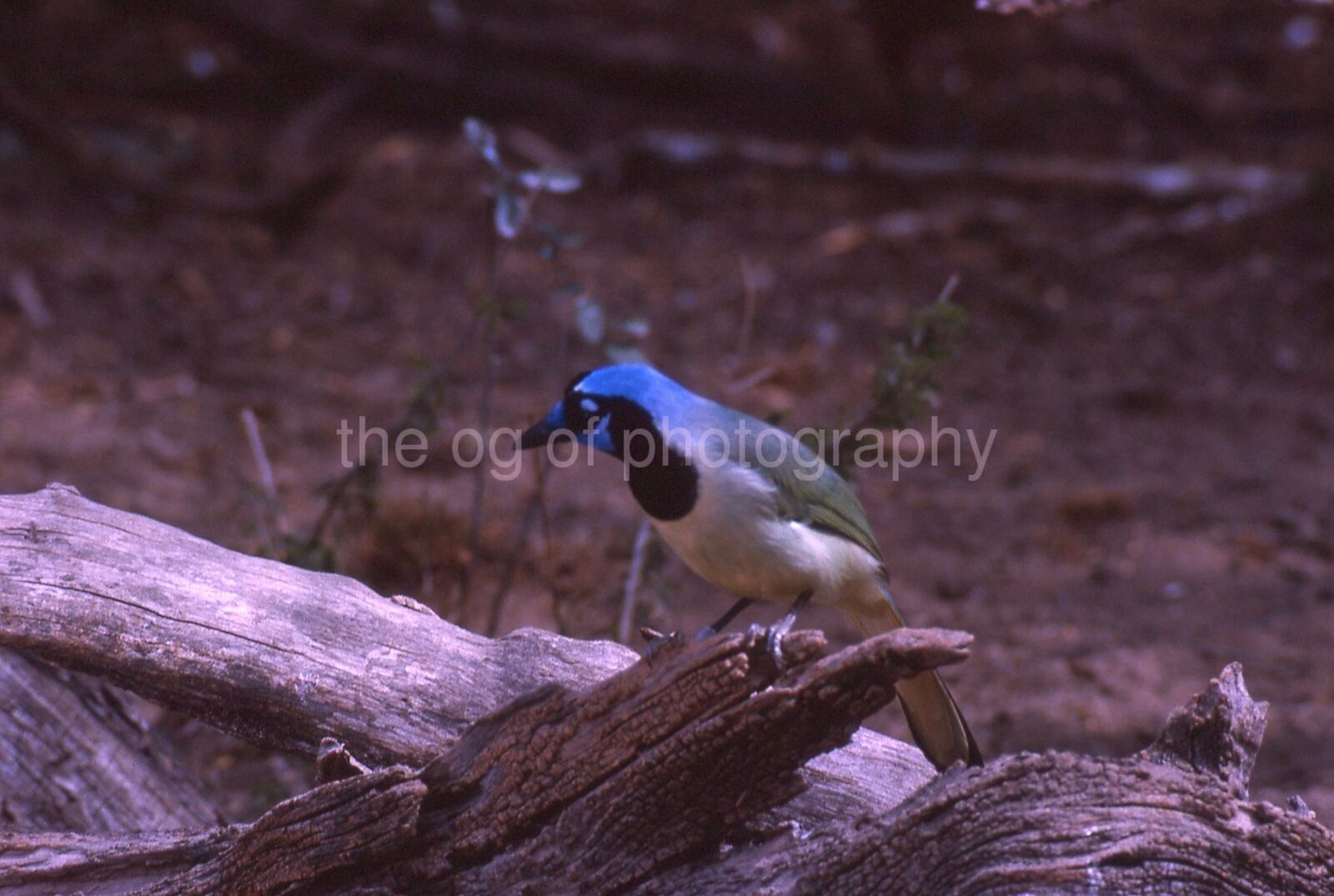 GREEN JAY 35mm FOUND BIRD SLIDE Vintage COLOR Photo Poster painting 111 T 20 D