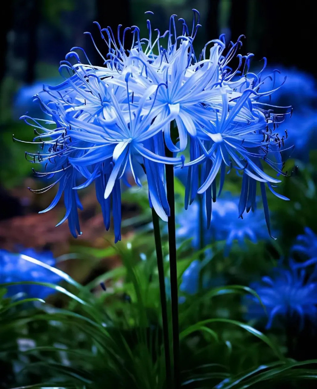 Spider Lily Bulbs-Multicolor🌈
